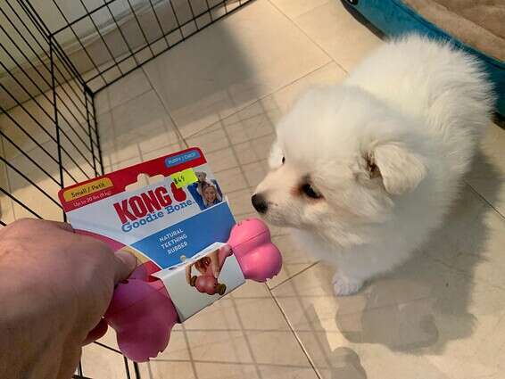 נשכנים שניתן להכניס אל תוכן חטיפים - מצרך חובה בכל בית עם גור. מומלץ של חברה טובה שמשתמשת בחומרי גלם איכותיים כמו למשל KONG. באדיבות: "גג לחיות". // צילום: ספיר טל